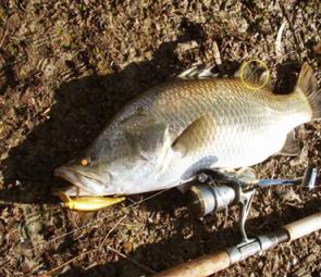 An example of a tagged Lake Callemondah barramundi now being caught in estuaries around Gladstone.